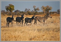 Zebras In Okavango Delta