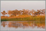 Okavango Sunrise