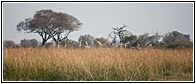 Giraffes in the Distance