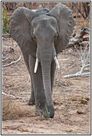 Trunk and Tusks