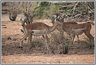 Female Impalas