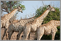 Giraffes Group