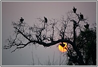 Vulture Sunset