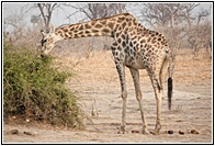 Giraffe Eating