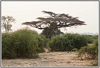 Chobe Landscape