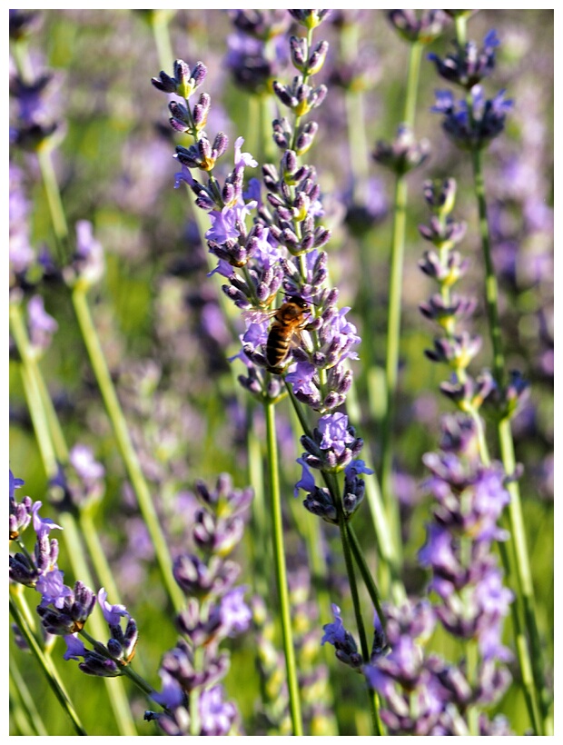 Campos de Lavanda