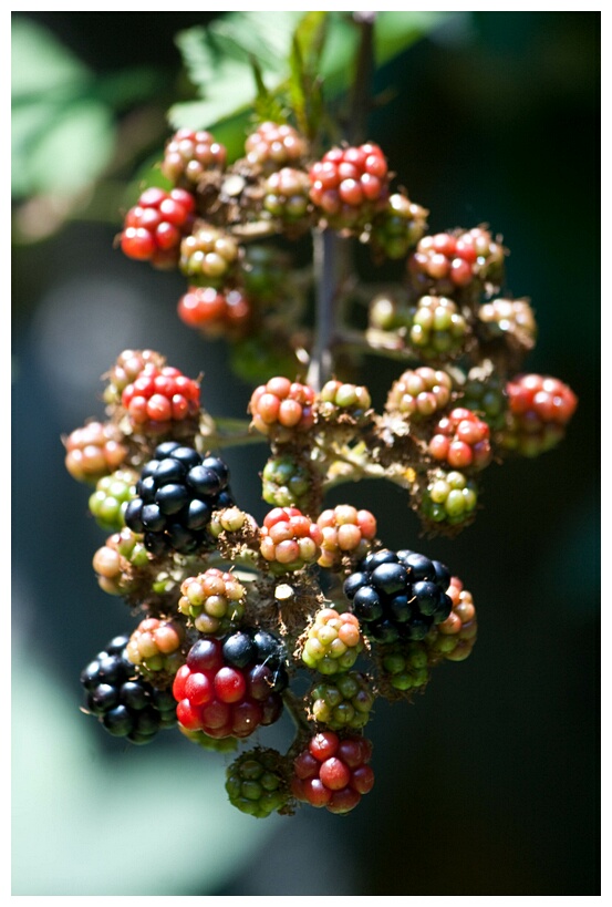 Coloured Fruits