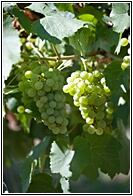 Bulgarian Grapes