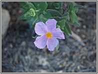 Jara en Flor