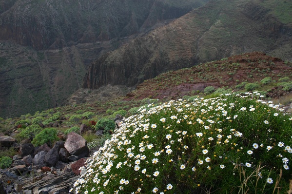 Daisy flowers