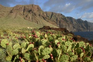 Fotos de Tenerife y Gomera