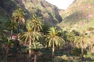 Palm trees in La Gomera