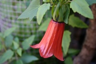 Canarina Flower