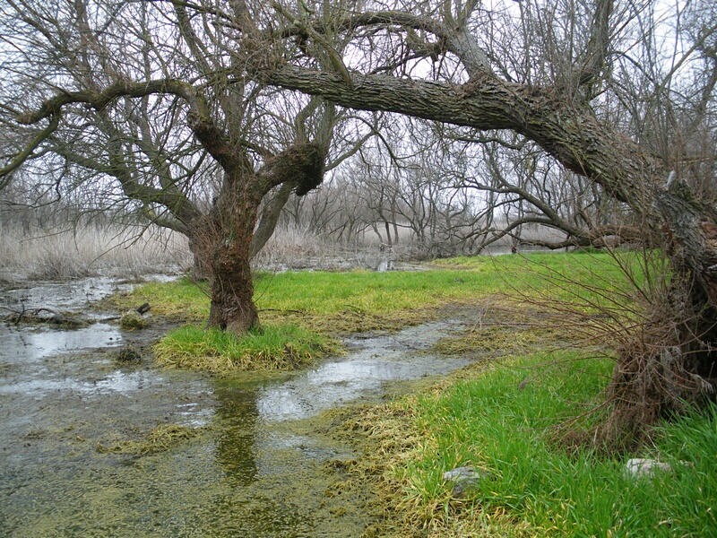 Bosque de Tarayes