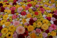 Flores Multicolores