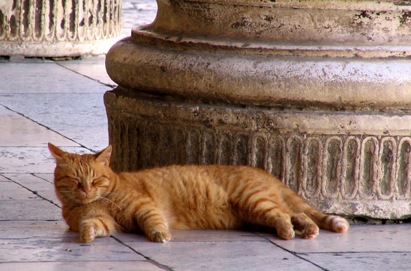 Gato Descansando