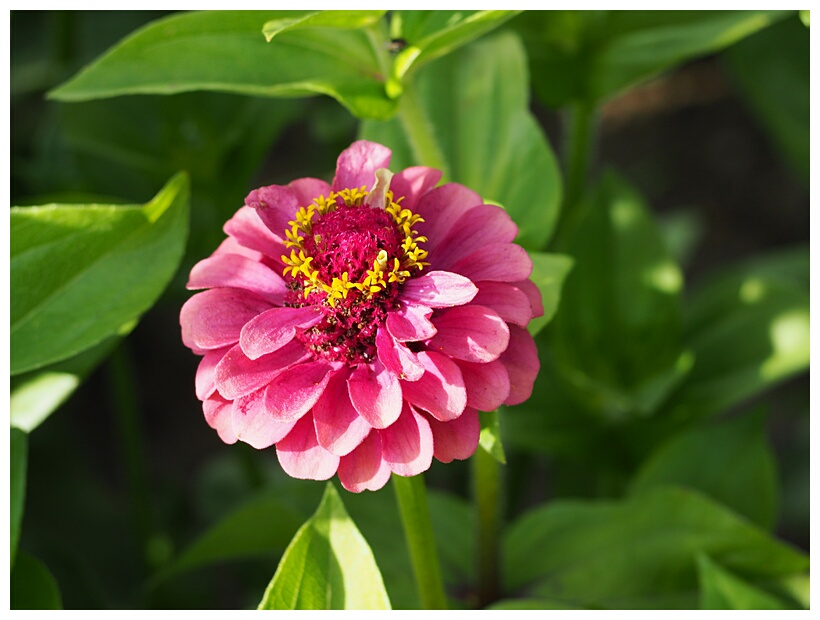 Dahlia Garden 