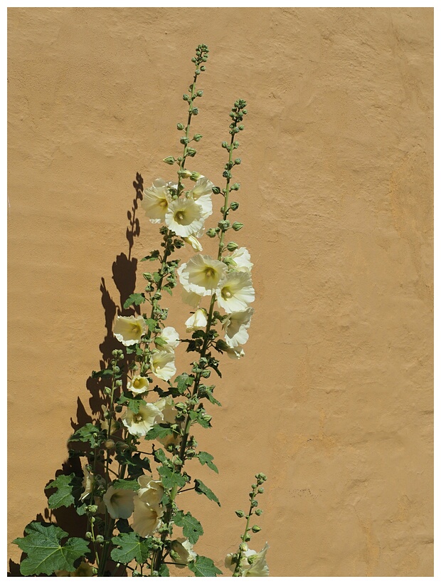 Hollyhocks