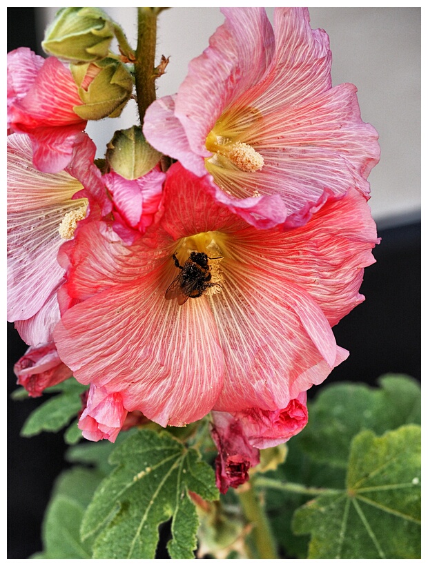 Hollyhocks