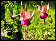 Fuchsia Garden