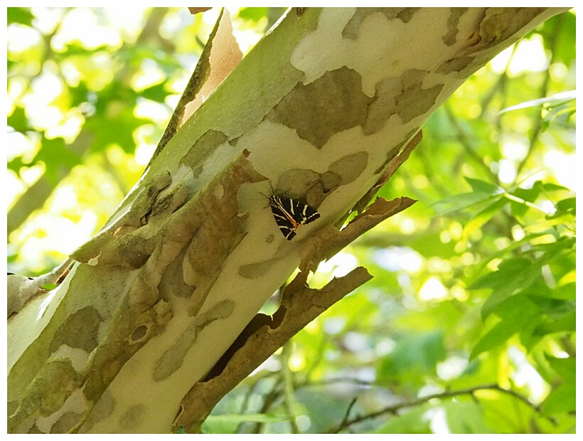 Tiger Moths