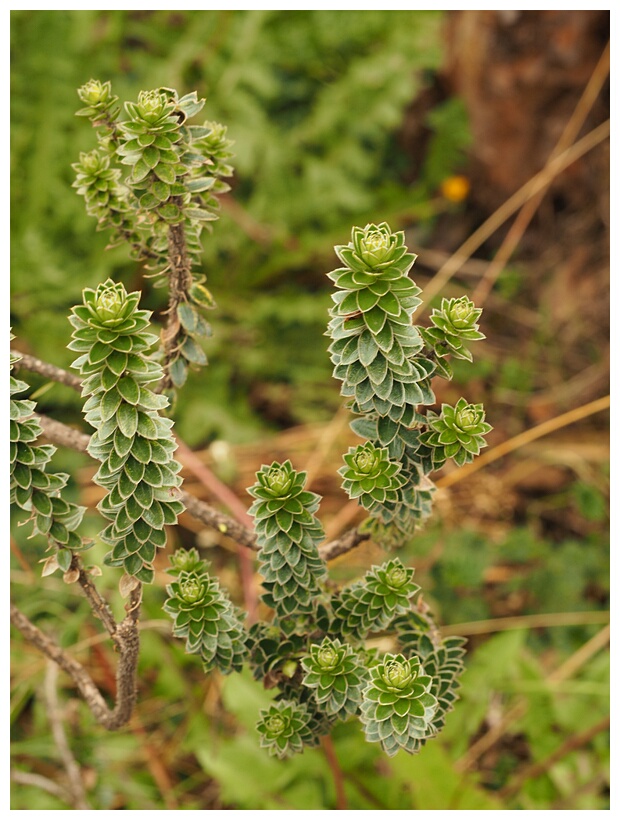 Biodiversidad