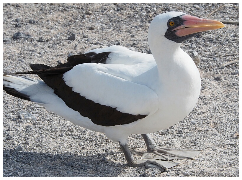 Piquero Nazca