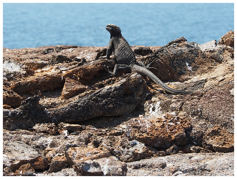 Iguana Marina