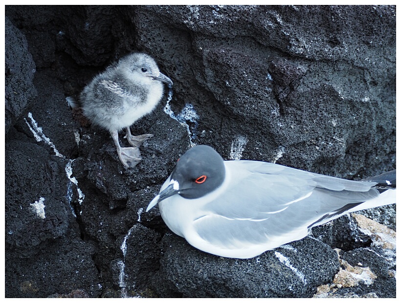 Gaviota