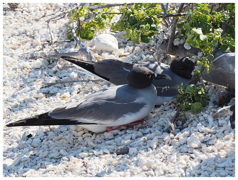 Gaviotas