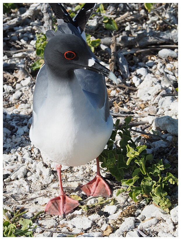 Gaviota de las Galpagos