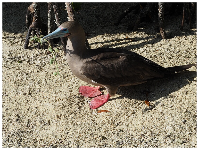 Piquero de Patas Rojas