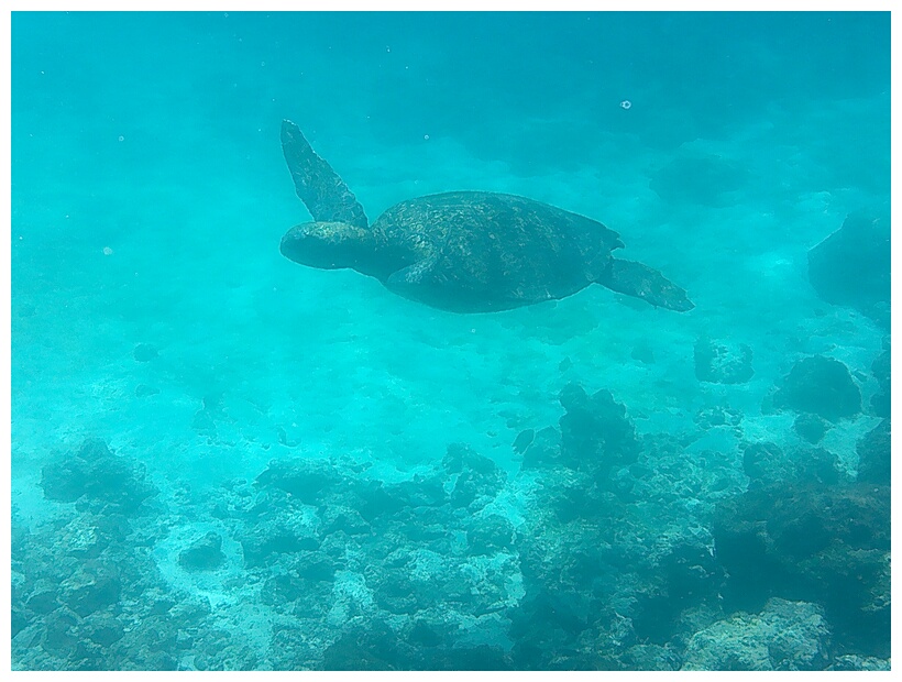 Tortuga Marina Verde