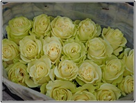 Rosas de Ecuador