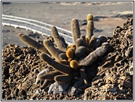 Cactus de Lava