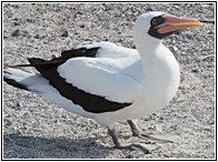 Piquero Nazca