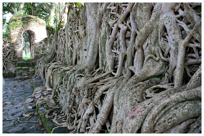 Tree Roots