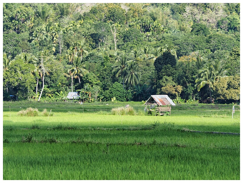 Bohol Landscape