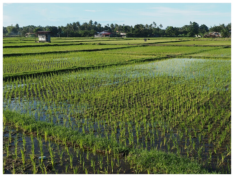 Rice Fields