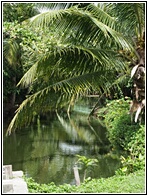 Nipa Palm