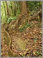 Mahogany Forest