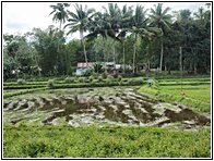 Rice Fields