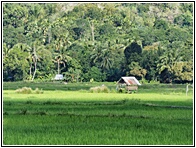 Bohol Landscape
