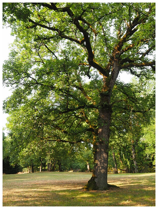 Oak Tree