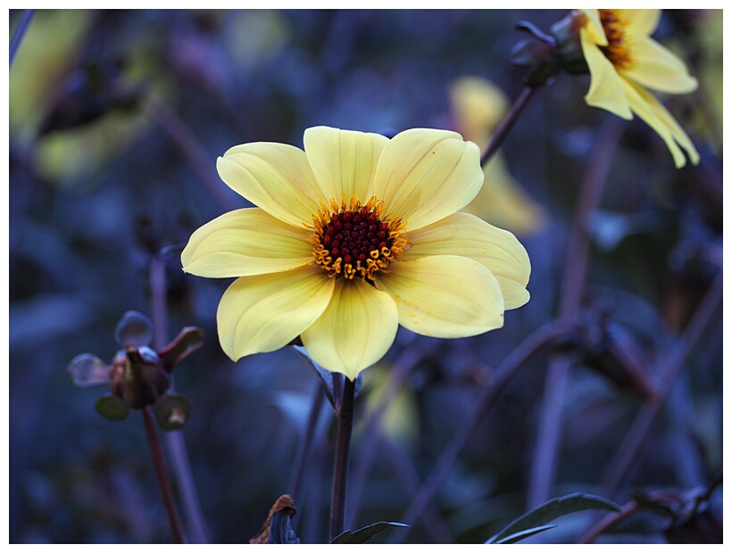 Yellow Flower