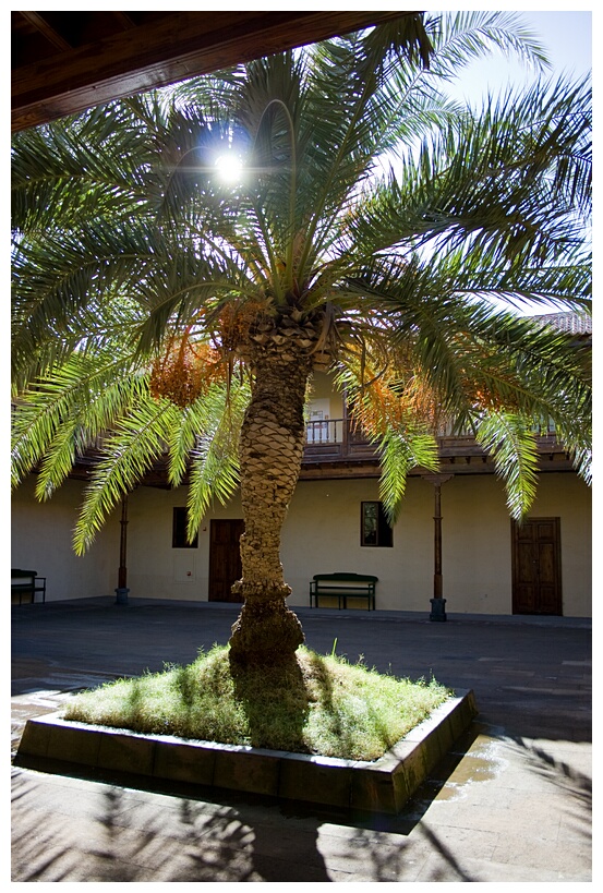 Palmera en la Casa de los Coroneles