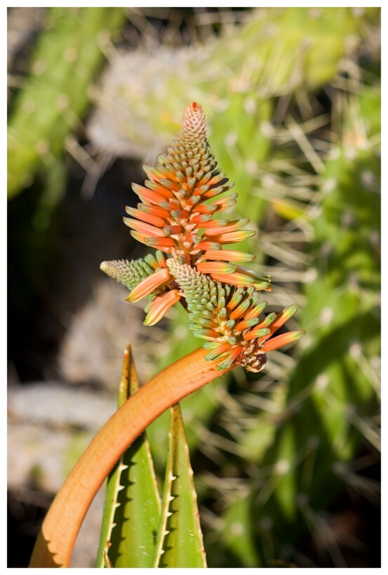 Aloe Vera