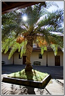 Palmera en la Casa de los Coroneles