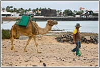 Paseo de Camello
