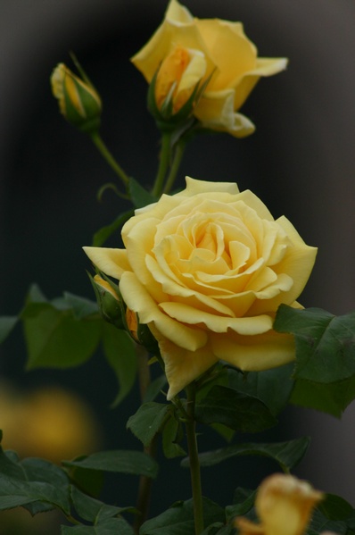 Yellow Roses